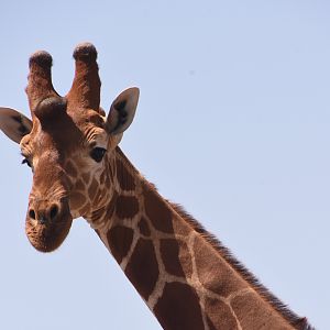 Reticulated giraffe