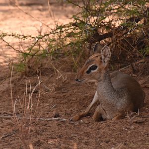 Kirk's dikdik
