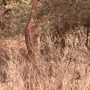 Southern gerenuk foraging