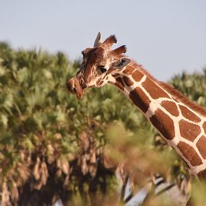 Reticulated giraffe with broken jaw
