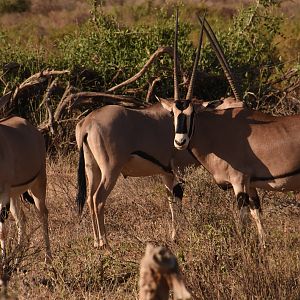 Beisa oryx ssp. gallarum