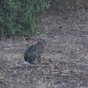 Scrub hare