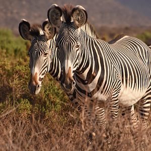 Grevy zebra