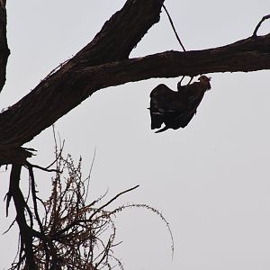 African harrier hawk on the hunt