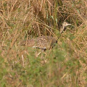 Black-bellied Bustard
