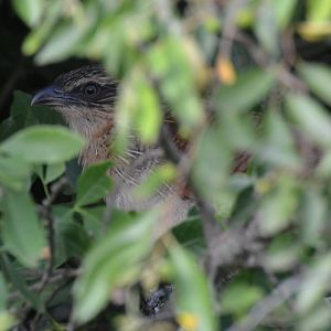 White-browed Coucal