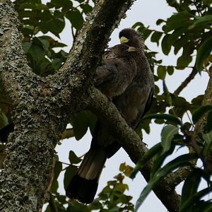 Eastern Plantain-eater mother and youngster