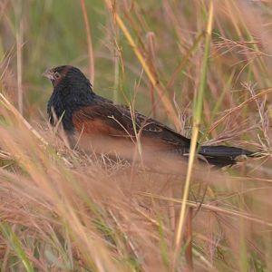 Black Coucal
