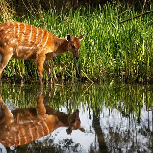 Sitatunga : Whipsnade : 15 Sep 2019