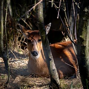 Sitatunga : Whipsnade : 15 Sep 2019