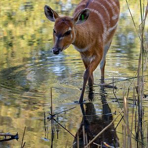 Sitatunga : Whipsnade : 15 Sep 2019