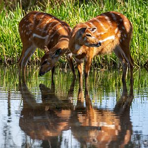 Sitatunga : Whipsnade : 15 Sep 2019