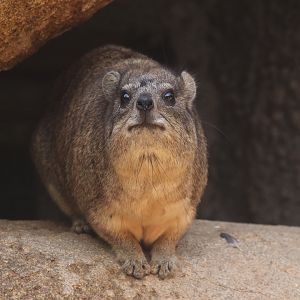 Rock hyrax