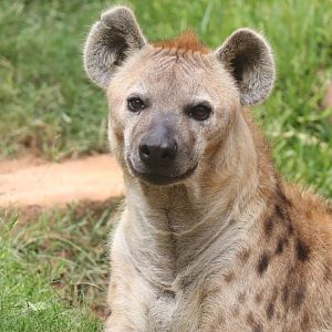 Spotted hyena