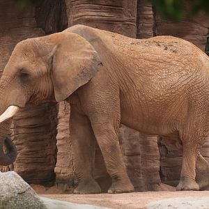 African elephant bull