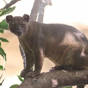 Fossa