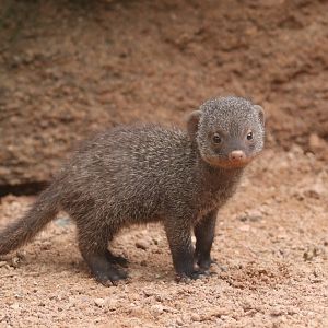Young banded mongoose
