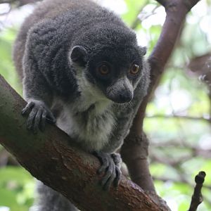 Mongoose lemur