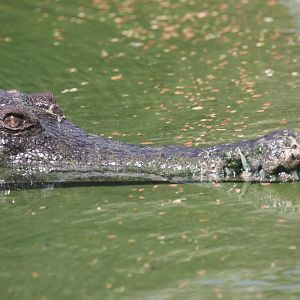 Slender-snouted crocodile
