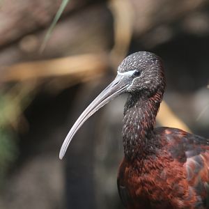 Glossy ibis