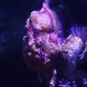 Frogfish