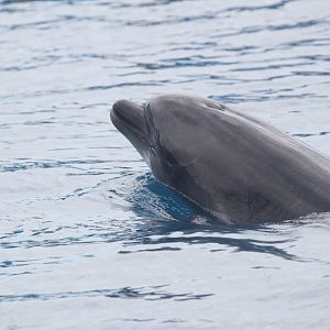 Bottlenose dolphin