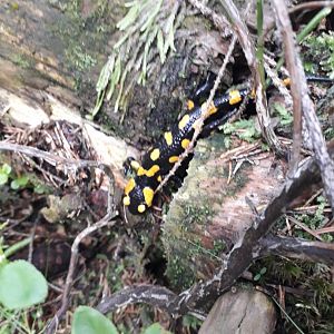 Salamandra salamandra