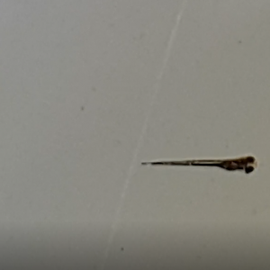 White Cloud Mountain minnow (Tanichthys albonubes) - a few days old