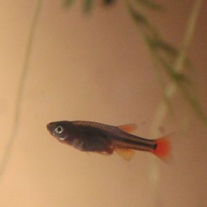 White Cloud Mountain minnow (Tanichthys albonubes) - 5 weeks old