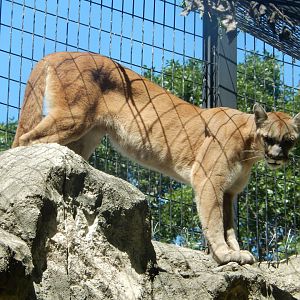 8/19/2019 - Cougar
