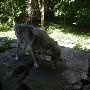 8/19/2019 - The Feast Begins - Wolf feedings take place three times per week