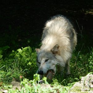 8/19/2019 - Gray Wolf