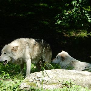 8/19/2019 - The Alphas