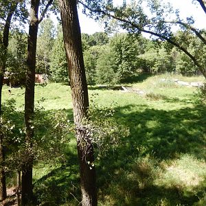 8/19/2019 - White-tailed Deer Habitat (Left Side)