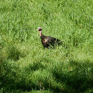8/19/2019 - Wild Turkey