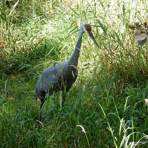 8/19/2019 - Sandhill Crane