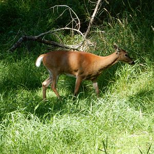 8/19/2019 - White-tailed Deer