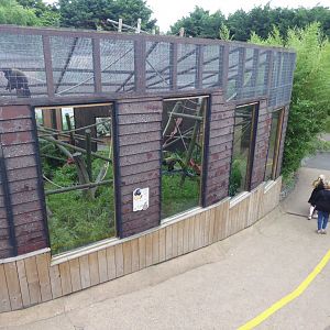 Black/Red-backed saki enclosure 050819