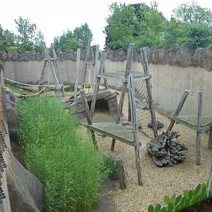 Orangutan outdoors 050819