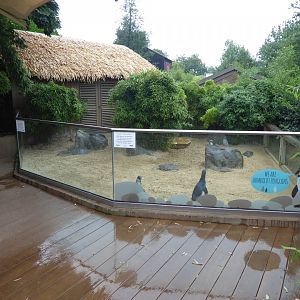 Humboldt penguin enclosure 050819