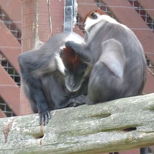 Collared/Cherry-crowned mangabeys 050819
