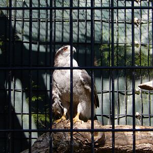 8/19/2019 - Northern Goshawk