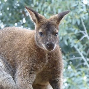 Red-necked wallaby 050819