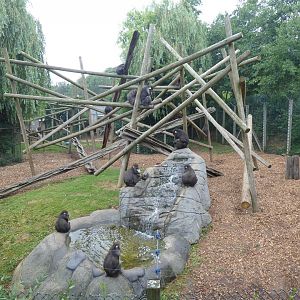 Edge of Africa Mandrill exhibit 050819