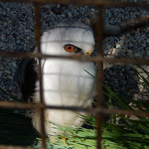 8/19/2019 - White-tailed Kite