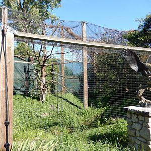 8/19/2019 - Bald Eagle Aviary