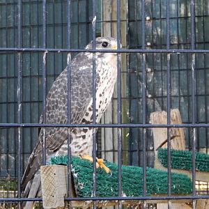 8/19/2019 - Gyrfalcon
