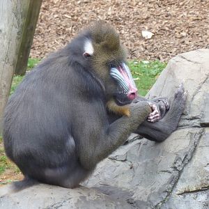 Edge of Africa - Mandrill 050819