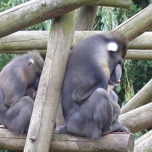 Edge of Africa - Mandrills 050819