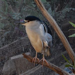 8/19/2019 - Black-Crowned Night Heron